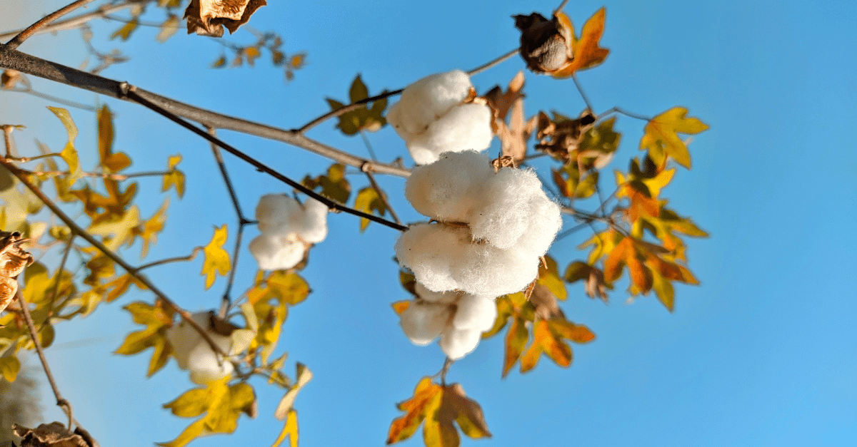 Cotton Under Pressure Perspectives Image