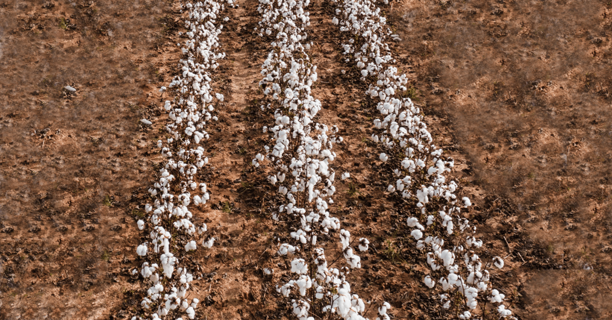 3 Major Risks to Cotton Sourcing